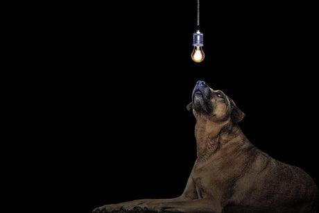 Outdoor Lighting – Keeping your Pets Safe - Dulora